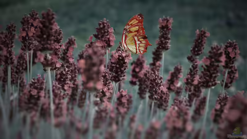 Blog: Klimaresilienter Garten - Der große Ratgeber für zukunftssichere Gartengestaltung (7171)