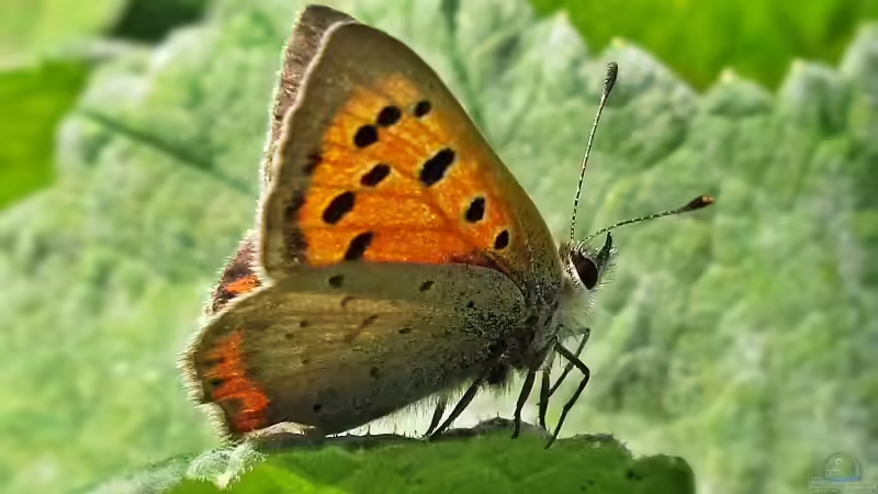 Blog: Klimawandel: Welche Insekten profitieren und welche leiden? (7034)