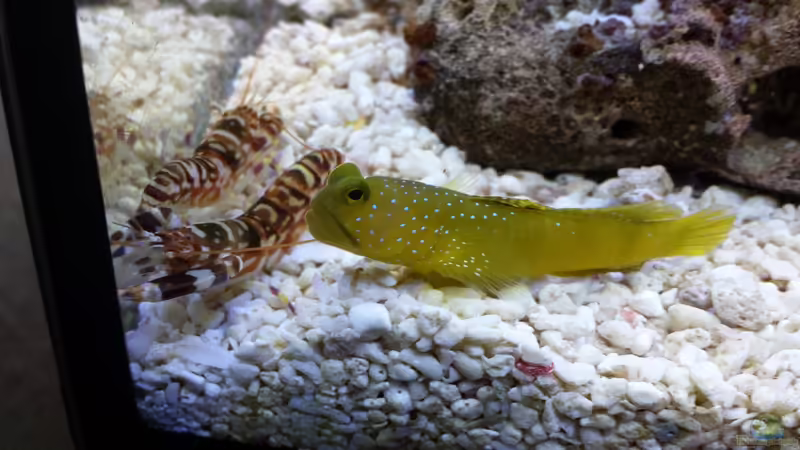 Blog: Knallkrebs und Wächtergrundel – Wie funktioniert die Symbiose? (6461)