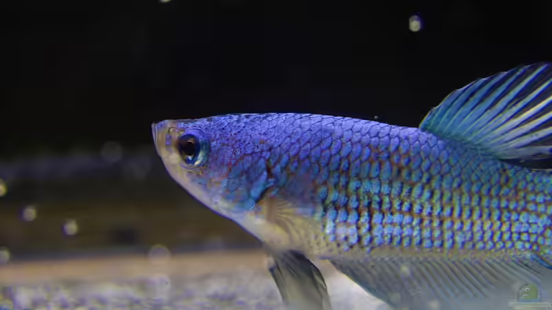 Blog: Knochenfische - Die faszinierende Vielfalt der größten Wirbeltiergruppe im Aquarium (7502)