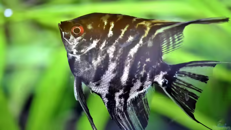 Blog: Knochenfische - Die faszinierende Vielfalt der größten Wirbeltiergruppe im Aquarium (7502)