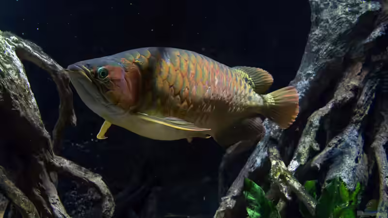 Blog: Knochenzüngler (Osteoglossiformes) im Aquarium und in der Natur - urzeitliche Fische mit faszinierender Biologie (7964)