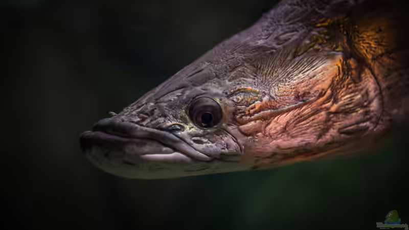 Blog: Knochenzüngler (Osteoglossiformes) im Aquarium und in der Natur - urzeitliche Fische mit faszinierender Biologie (7964)
