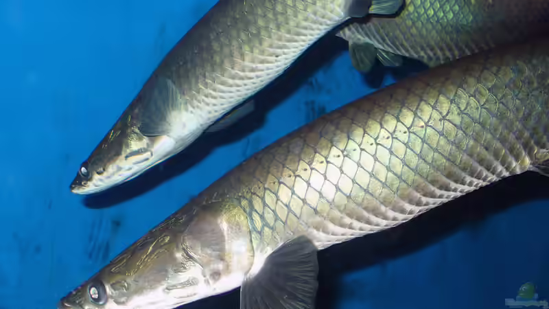 Blog: Knochenzüngler (Osteoglossiformes) im Aquarium und in der Natur - urzeitliche Fische mit faszinierender Biologie (7964)