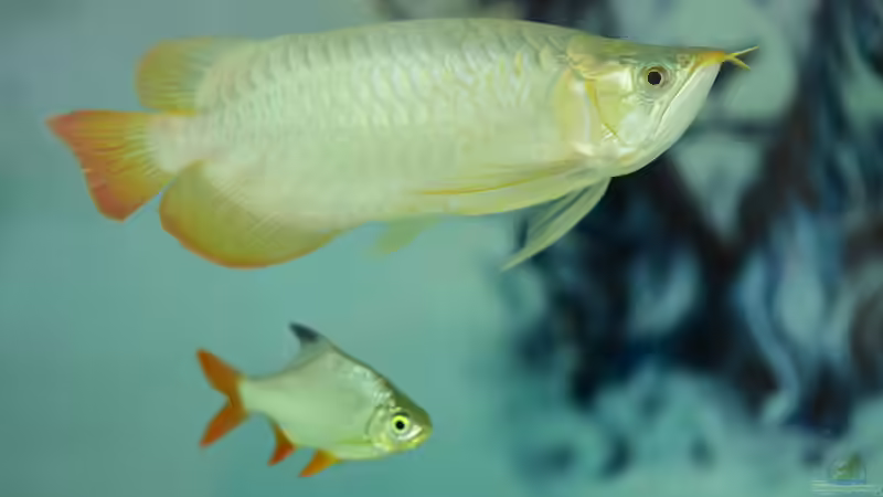 Blog: Knochenzüngler (Osteoglossiformes) im Aquarium und in der Natur - urzeitliche Fische mit faszinierender Biologie (7964)
