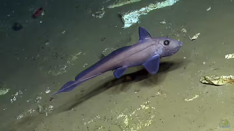 Blog: Knorpelfische - faszinierende Urzeitbewohner der Meere und ihre Bedeutung für die Aquaristik (7503)