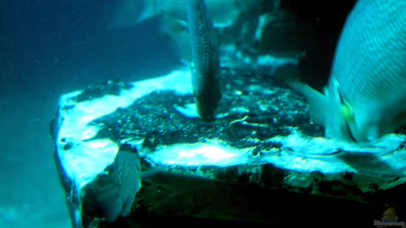 Blog: Koehler unterwegs - Dierenpark Emmen (4742)