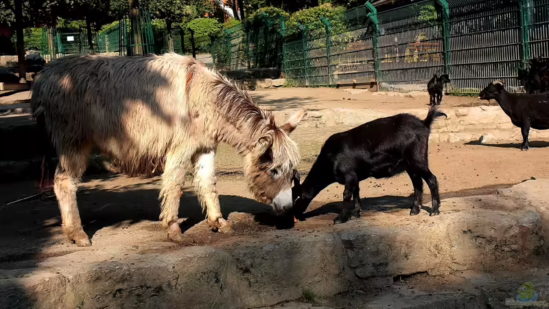 Blog: Koehler unterwegs - Opel Zoo (4834)