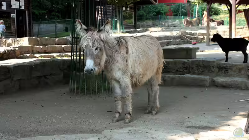 Blog: Koehler unterwegs - Opel Zoo (4834)
