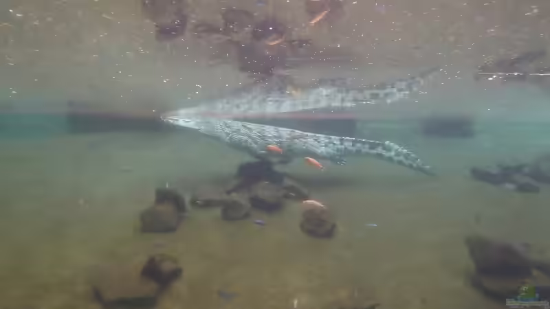 Blog: Kölner Zoo / Aquarium (4036)