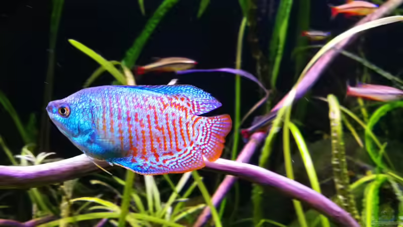 Blog: Können Fische hören oder sind sie taub? (7699)