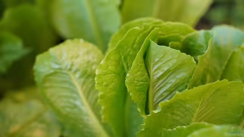 Blog: Kohl im Garten anpflanzen: Ein umfassender Leitfaden für Hobbygärtner (7264)