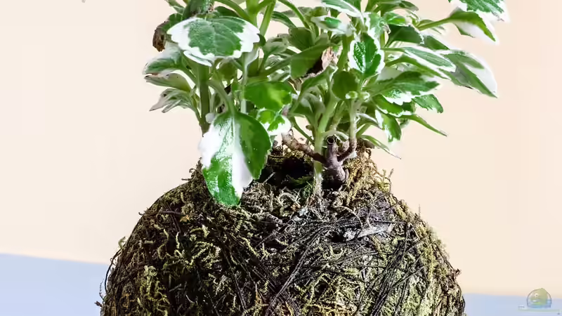 Blog: Kokedama - Die japanische Mooskugel als lebendige Gartenkunst (7524)