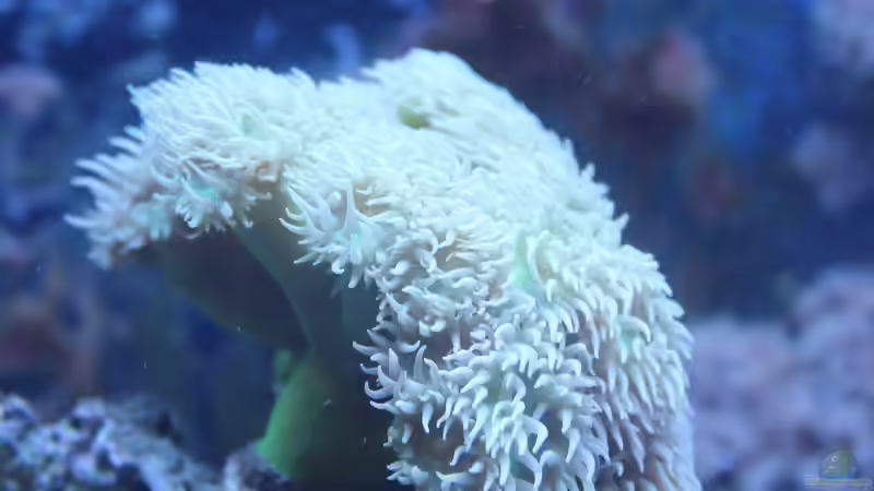 Blog: Korallenwachstum im Aquarium verbessern: Ein umfassender Leitfaden für Hobby-Aquarianer (7484)