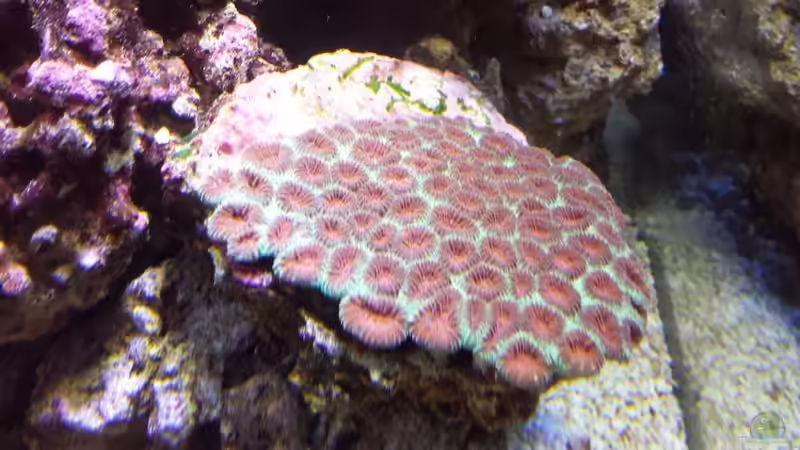 Blog: Korallenwachstum im Aquarium verbessern: Ein umfassender Leitfaden für Hobby-Aquarianer (7484)