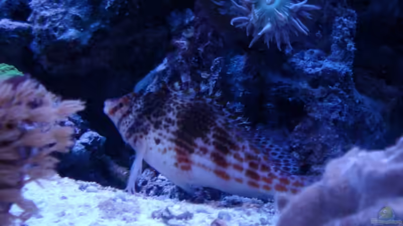 Blog: Korallenwächter - Faszinierende Symbiosebewohner im Riffaquarium (7566)
