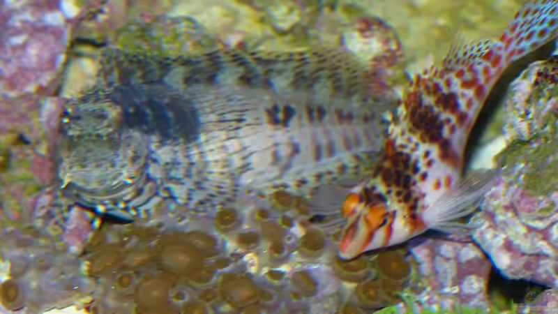 Blog: Korallenwächter - Faszinierende Symbiosebewohner im Riffaquarium (7566)