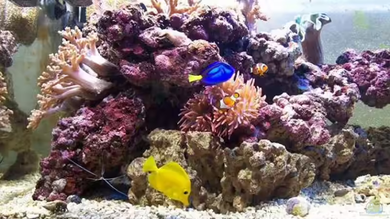 Blog: Korallenzucht im Aquarium - Die Herausforderung für erfahrene Meerwasseraquarianer (7322)