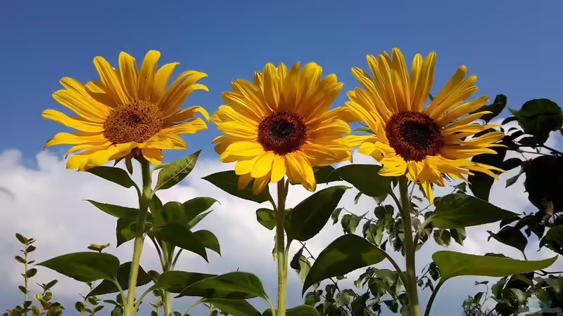 Blog: Korbblütler - Die größte Pflanzenfamilie im Garten verstehen und erfolgreich nutzen (7749)