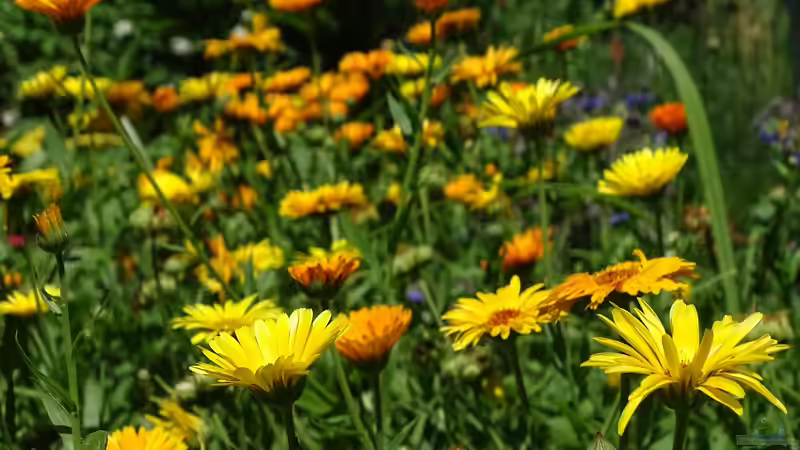 Blog: Korbblütler - Die größte Pflanzenfamilie im Garten verstehen und erfolgreich nutzen (7749)
