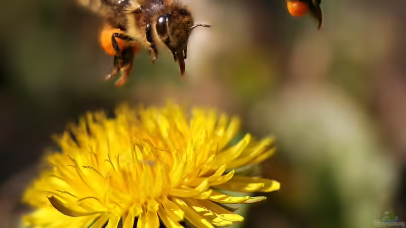 Blog: Korbblütler - Die größte Pflanzenfamilie im Garten verstehen und erfolgreich nutzen (7749)