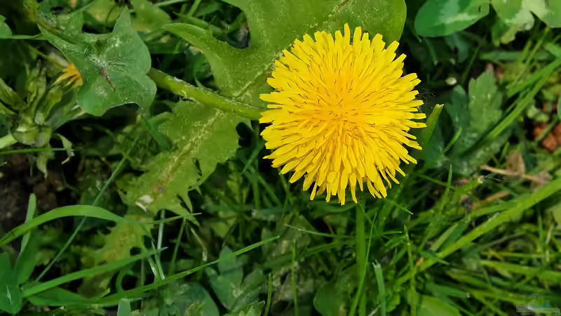 Blog: Korbblütler - Die größte Pflanzenfamilie im Garten verstehen und erfolgreich nutzen (7749)