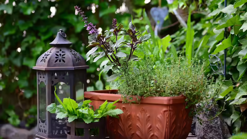 Blog: Kräutergarten auf dem Balkon: Frische Aromen auf kleinstem Raum erfolgreich anbauen (7800)