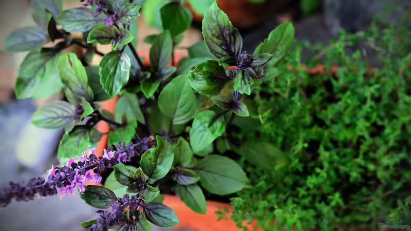 Blog: Kräutergarten auf dem Balkon: Frische Aromen auf kleinstem Raum erfolgreich anbauen (7800)