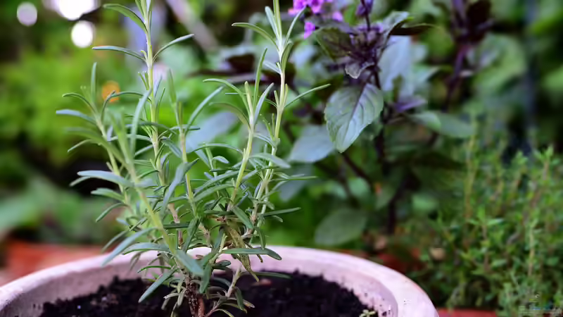 Blog: Kräutergarten auf dem Balkon: Frische Aromen auf kleinstem Raum erfolgreich anbauen (7800)