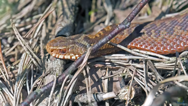 Blog: Kreuzotter im Garten gesichtet: Was jetzt? - Ein umfassender Ratgeber für Haus- und Gartenbesitzer (7479)
