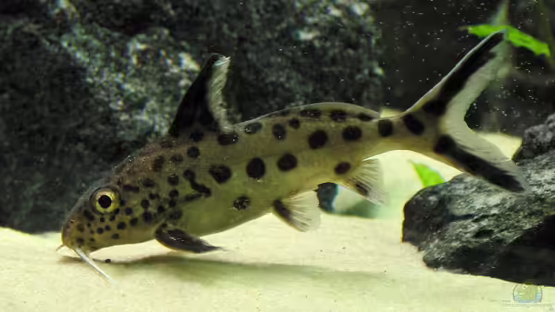 Blog: Kuckuckswelse aus dem Tanganjikasee: Brutparasitismus im Aquarium (6804)