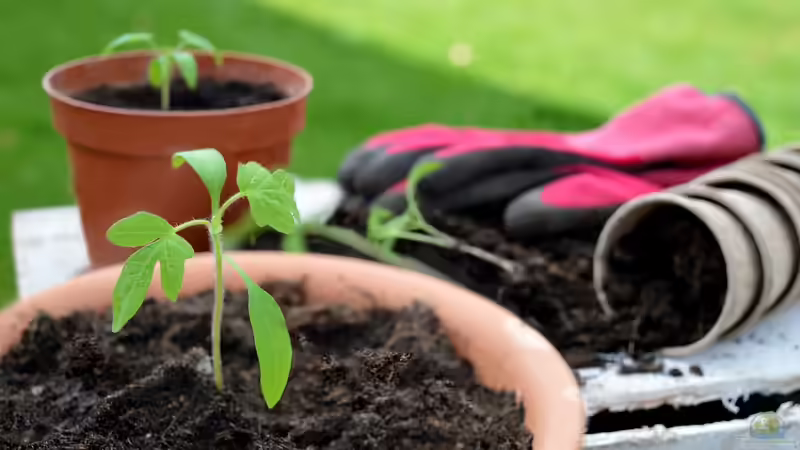Blog: Künstliche Bestäubung bei Fruchtpflanzen: Tomaten, Zitronen & Co. am Fenster zum Fruchten bringen (6851)