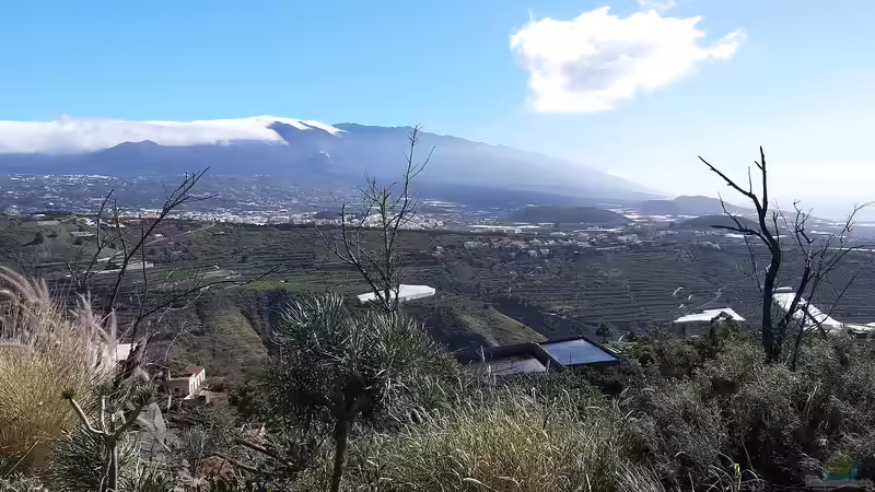 Blog: La Palma - Die kanarische Insel für Terrarianer (7724)