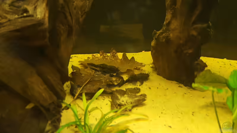 Blog: Laub im Aquarium: Natürliche Pflege, Biotopgestaltung und Vorteile für Fische und Garnelen (7833)