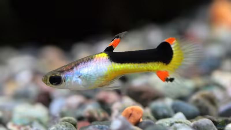 Blog: Lebenserwartung von Zierfischen: Wie lange können Aquariumfische leben? (7535)
