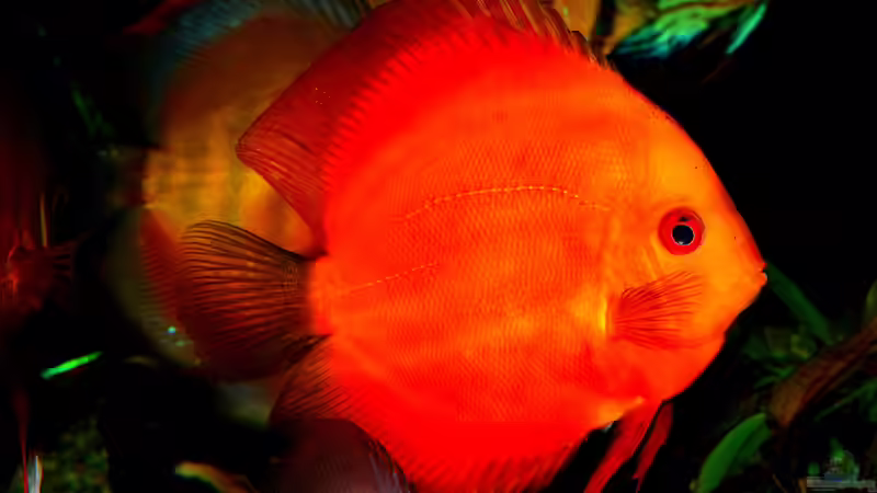 Blog: Lebenserwartung von Zierfischen: Wie lange können Aquariumfische leben? (7535)