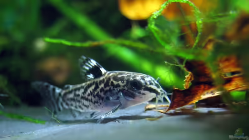 Blog: Lebenserwartung von Zierfischen: Wie lange können Aquariumfische leben? (7535)