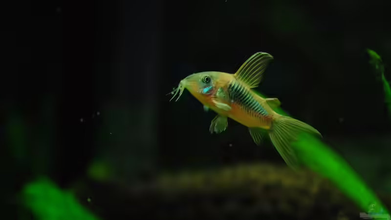 Blog: Lebenserwartung von Zierfischen: Wie lange können Aquariumfische leben? (7535)