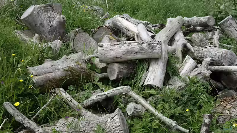 Blog: Lebensräume für Tiere im Garten schaffen - So wird der Garten zu einem Paradies für die heimische Tierwelt (7981)