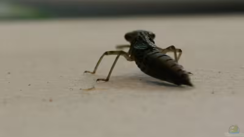 Blog: Libellenlarven aus dem Teich entfernen oder nicht? (7942)