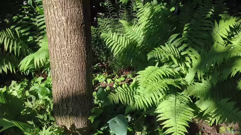 Blog: Lichtverhältnisse verstehen: Schatten, Halbschatten, Sonne (6717)