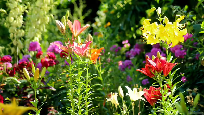 Blog: Lilien - Majestätische Schönheiten für den Garten (7619)