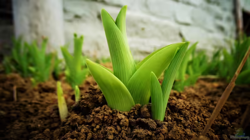 Blog: Lilien - Majestätische Schönheiten für den Garten (7619)