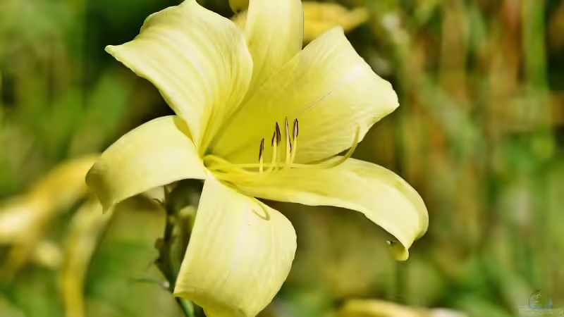 Blog: Lilien - Majestätische Schönheiten für den Garten (7619)