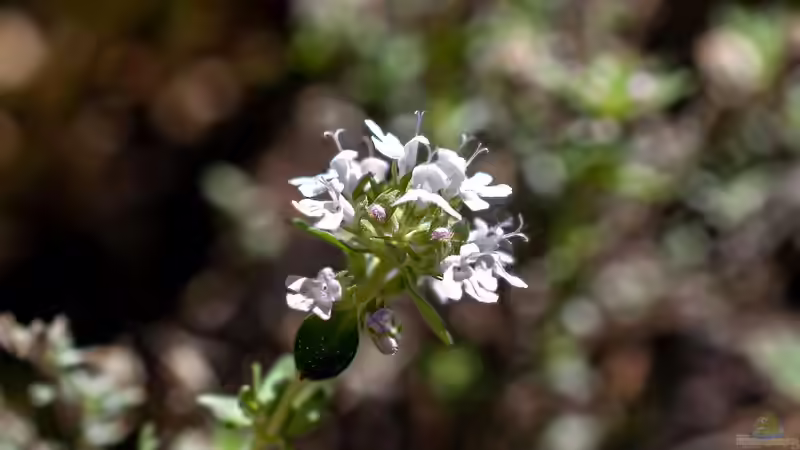 Blog: Lippenblütler - Vielfalt und Schönheit für Garten und Natur (7752)