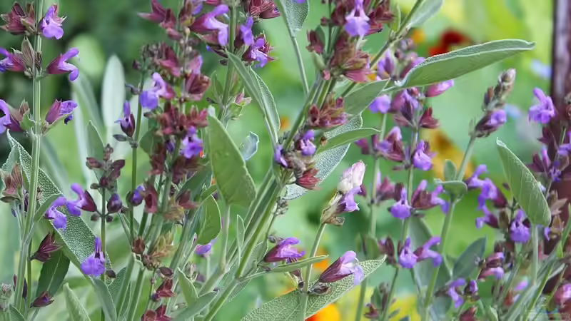 Blog: Lippenblütler - Vielfalt und Schönheit für Garten und Natur (7752)