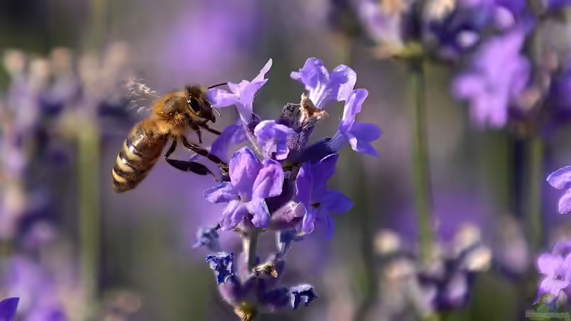 Blog: Lippenblütler - Vielfalt und Schönheit für Garten und Natur (7752)