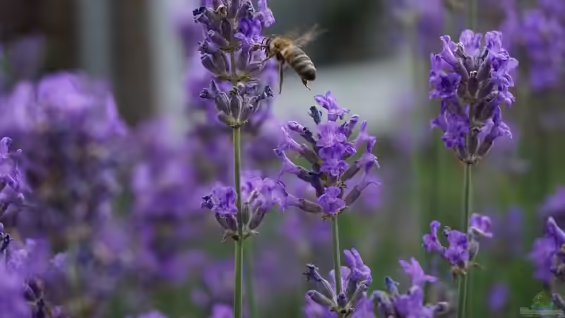 Blog: Lippenblütler - Vielfalt und Schönheit für Garten und Natur (7752)