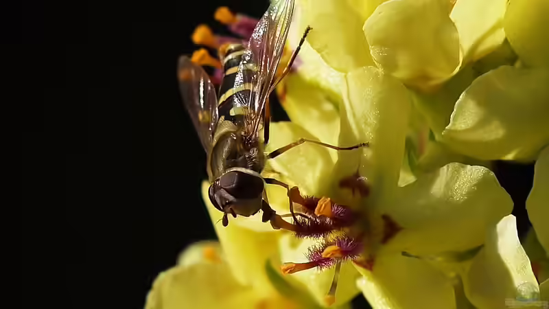 Blog: Lippenblütler - Vielfalt und Schönheit für Garten und Natur (7752)