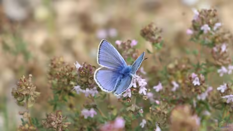 Blog: Lippenblütler - Vielfalt und Schönheit für Garten und Natur (7752)